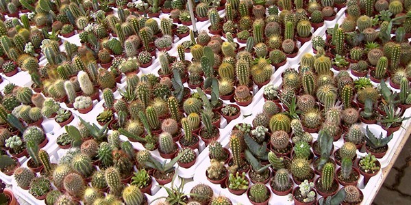 5 Cacti.jpg